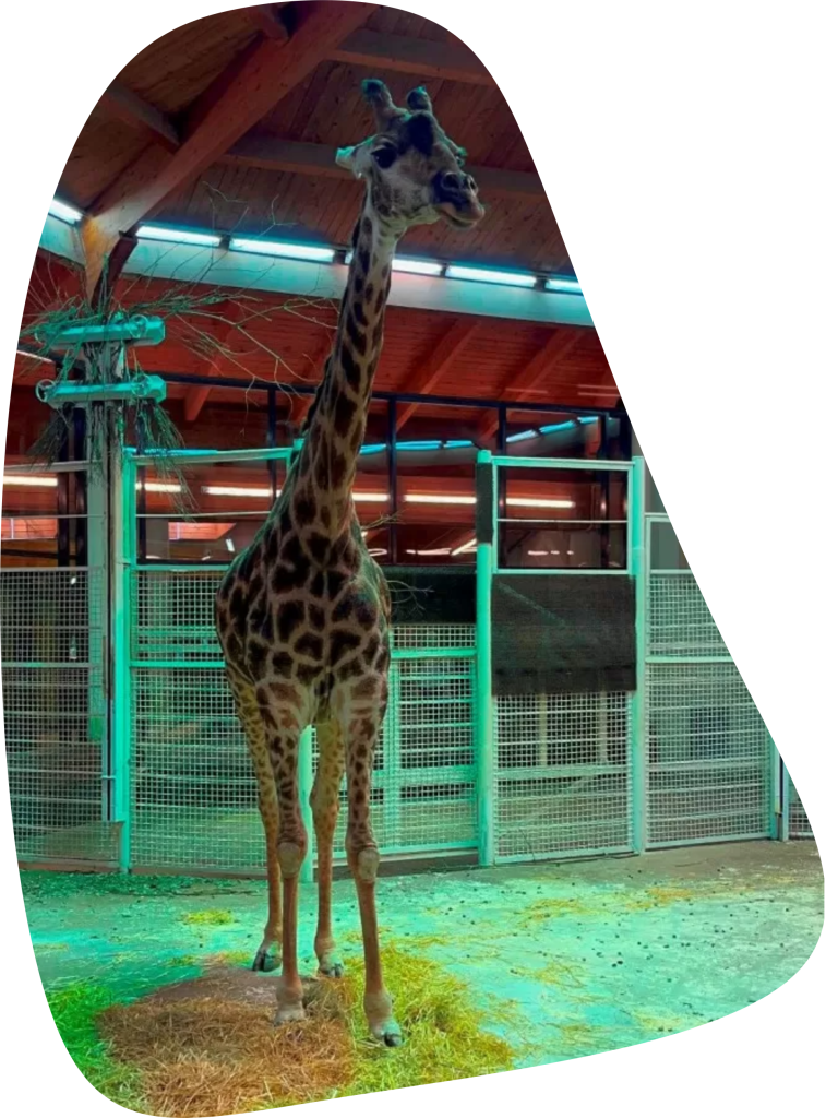 Jiraf_Lipa_blagotvoritelnost_BOUZ.png Jiraf_Lipa_blagotvoritelnost_BOUZ.png